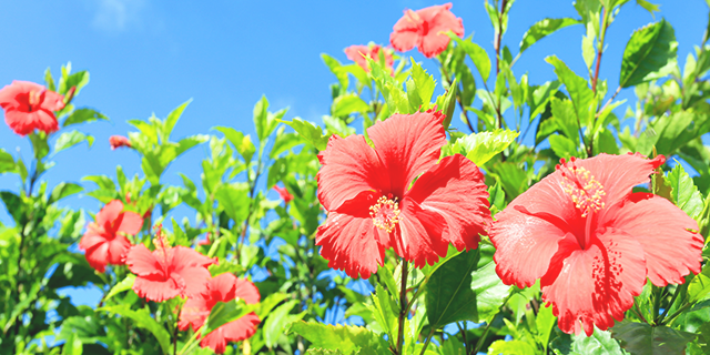 welfare_ph01_okinawa.png